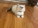 Blue collar boy - Ragdoll Cat For Sale - Boston, MA, US