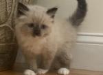 Orange collar boy - Ragdoll Cat For Sale - Boston, MA, US