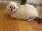 Light green girl - Ragdoll Cat For Sale - Boston, MA, US