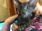 Bluee - Oriental Cat For Sale - Brooklyn, NY, US