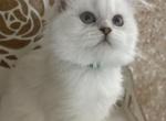 RESERVED Alaska Blue eyes - British Shorthair Cat For Sale - Sunnyvale, CA, US