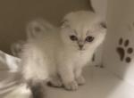 RESERVED Bear scottish fold - Scottish Fold Cat For Sale - Sunnyvale, CA, US