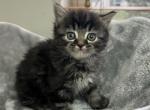 RESERVED Ragdoll Himalayan  Kitten - Ragdoll Cat For Sale - Beach Park, IL, US