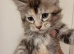 Black Tortie Female Tabby Maine Coon - Maine Coon Cat For Sale - Cumming, GA, US