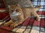 Exotic Red Baby - Exotic Cat For Sale - Buffalo, NY, US