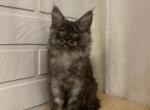 Monica - Maine Coon Cat For Sale - NY, US