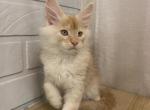 Thor - Maine Coon Cat For Sale - NY, US