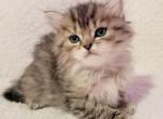 Golden Chinchilla Persian Ragdoll 4 - Ragdoll Cat For Sale - VA, US