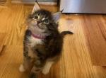 Hayden - Maine Coon Cat For Sale - Buford, GA, US