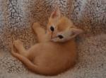 Tamacti Jun - European Burmese Cat For Sale - ID, US
