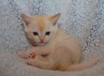 Targaryen - European Burmese Cat For Sale - ID, US