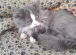 Pretty Boy - Munchkin Cat For Sale - Coshocton, OH, US