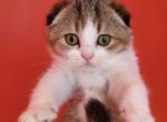 Jemma - Scottish Fold Cat For Sale - Levittown, PA, US