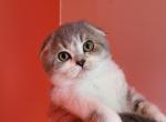 Jessie - Scottish Fold Cat For Sale - Levittown, PA, US