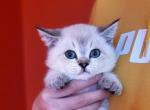 Jerry - Scottish Straight Cat For Sale - Levittown, PA, US