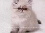Meet CFA Reeses - Himalayan Cat For Sale - Marietta, GA, US