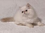 Meet CFA Angel - Himalayan Cat For Sale - Marietta, GA, US