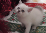 Scottish Girl White Siamese Colored Blue Eyes - Scottish Straight Cat For Sale - Huntington Beach, CA, US