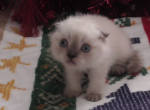 Scottish Fold  Male Siamese Colored Blue Eyes - Scottish Fold Cat For Sale - Huntington Beach, CA, US