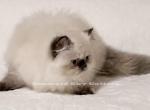 Meet CFA Buttons - Himalayan Cat For Sale - Marietta, GA, US