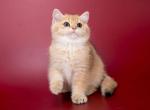 John - British Shorthair Cat For Sale - Fairfax, VA, US