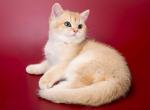 Mimi - British Shorthair Cat For Sale - Fairfax, VA, US