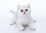 Snow - British Shorthair Cat For Sale - Fairfax, VA, US