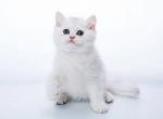 Mila - British Shorthair Cat For Sale - Fairfax, VA, US