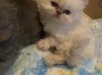 CFA Registered Blue Point Male Kitten - Persian Cat For Sale - Conyers, GA, US