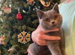 Tank - Scottish Straight Cat For Sale - Auburn, IN, US