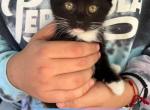 No Longer Available - Domestic Cat For Adoption - Azusa, CA, US