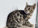 Diego - Bengal Cat For Sale - Everett, WA, US