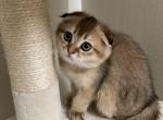 Scottish fold female - Scottish Fold Cat For Sale - Brooklyn, NY, US