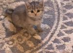 Baby - Scottish Fold Cat For Sale - Philadelphia, PA, US