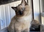 Brownie - Ragdoll Cat For Sale - Elizabeth, NJ, US