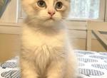 Christof - Siberian Cat For Sale - Clintwood, VA, US