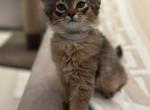 Quincy - Somali Cat For Sale - Odesa, Odessa Oblast, UA