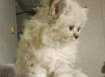 Adorable Lynx Point Himalayan Kitten - Himalayan Cat For Sale - Perry, FL, US