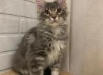 Hermes - Maine Coon Cat For Sale - NY, US