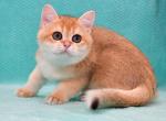 Larson - British Shorthair Cat For Sale - NY, US