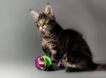 Beautiful Maine Coon - Maine Coon Cat For Sale - Queens, NY, US