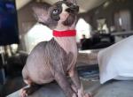 SPHYNX FEMALE RED COLLAR - Sphynx Cat For Sale - Hebron, OH, US