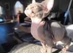 SPHYNX FEMALE  BLUE BEAUTY - Sphynx Cat For Sale - Hebron, OH, US