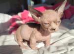 BAMBINO MALE - Sphynx Cat For Sale - Hebron, OH, US