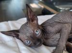 SPHYNX FEMALE BLACK COLLAR - Sphynx Cat For Sale - Hebron, OH, US