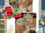 Ragamuffin - Ragamuffin Cat For Sale - Niles, OH, US