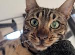 Chucky - Bengal Cat For Sale - 