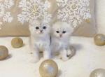 Scottish fold and straight kittens - Scottish Fold Cat For Sale - Thornton, CO, US