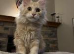 Isabella and Branch litter - Maine Coon Cat For Sale - Waukesha, WI, US