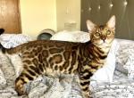 HOLIDAY SPECIAL PRICE Amazing Male Bengal kitten - Bengal Cat For Sale - Beach Park, IL, US